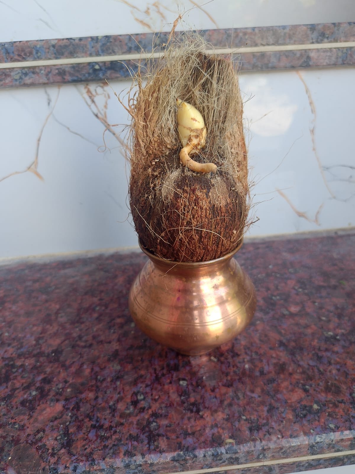 नारळात दिसले गणरायाचे मुख! भडणे येथील देसले कुटुंबीयांचा भाविकांना अनोखा अनुभव; विसर्जनावेळी भक्तिमय वातावरण