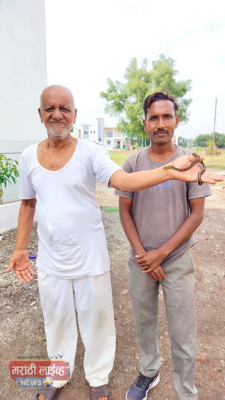 कॅन्सरग्रस्त वडिलांचे अति दक्षता विभागात उपचार सुरू असतांनाही  सर्पमित्र संजय वानखेडे यांनी सर्प जीव वाचवण्यासाठी घेतली धाव