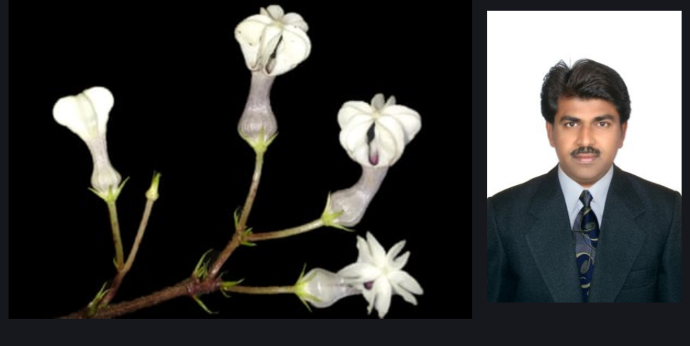 नवीन दुर्मिळ वनस्पती प्रजातीस शिवाजी महाराजांचे नाव…