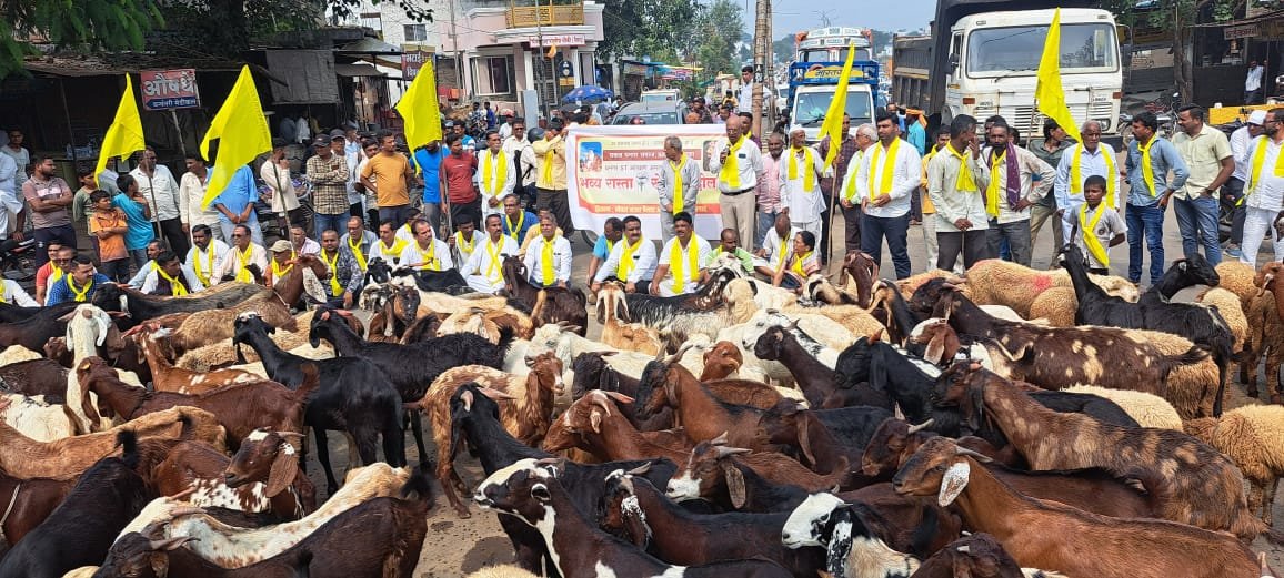 धनगर समाजाने अडवला रस्ता,सकल धनगर समाजाच्या वतीने भव्य रास्ता रोको आंदोलन,शेळ्या मेंढ्या घेऊन केले आंदोलन