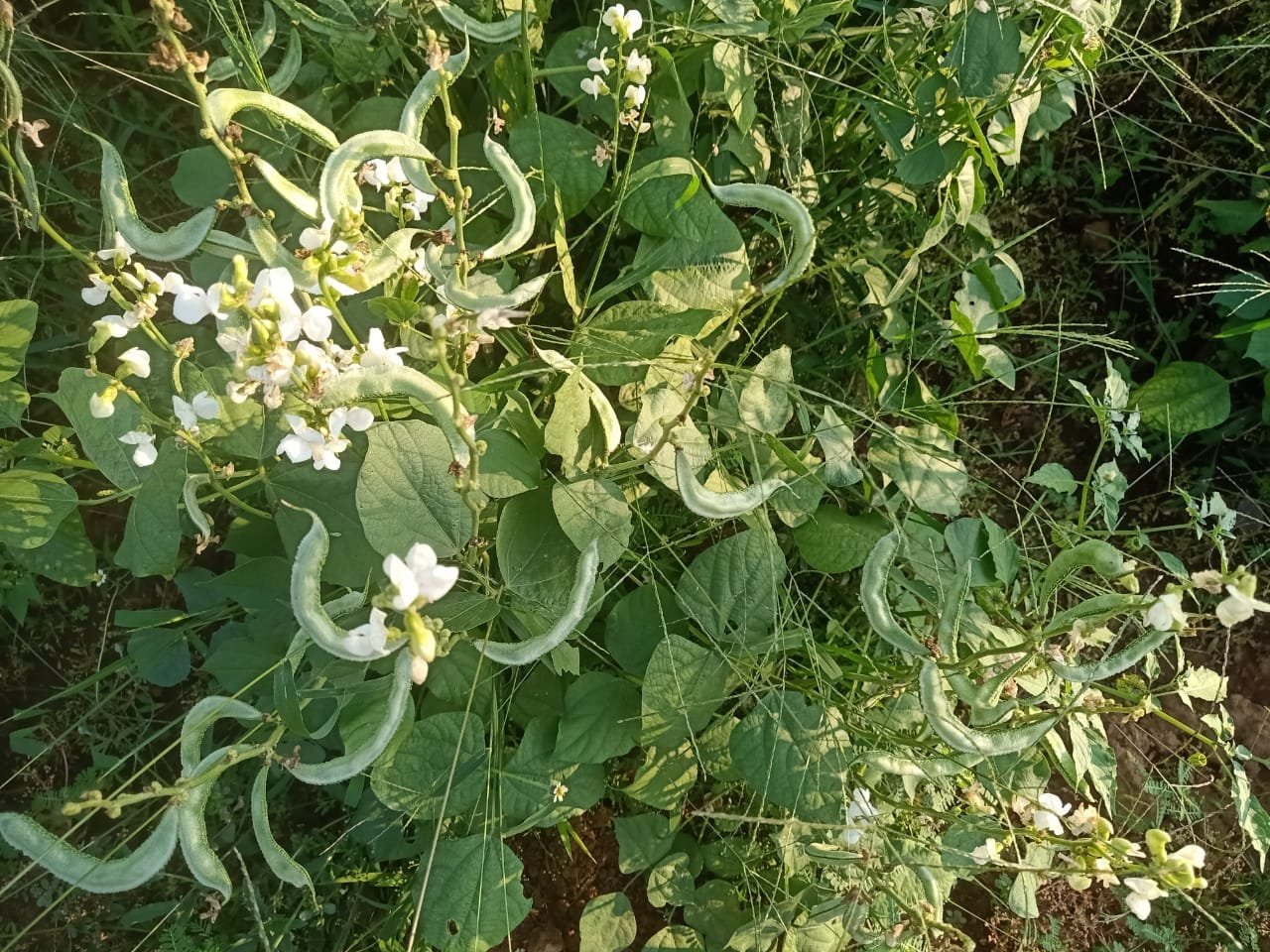 शेतीतून समृद्धीकडे… समूह शेतीतून महिला सक्षमीकरणाची विजयादशमी! शेतीतून आत्मनिर्भतेकडे… दिशान्तर चा महत्वाकांक्षी प्रकल्प रब्बी दशकपूर्ती वर्षात अर्ध्या कोटीपार..