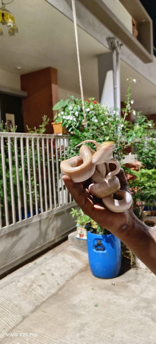 अमळनेर शहरात आढळला दुर्मीळ अल्बीनो तस्कर जातीचा सर्प