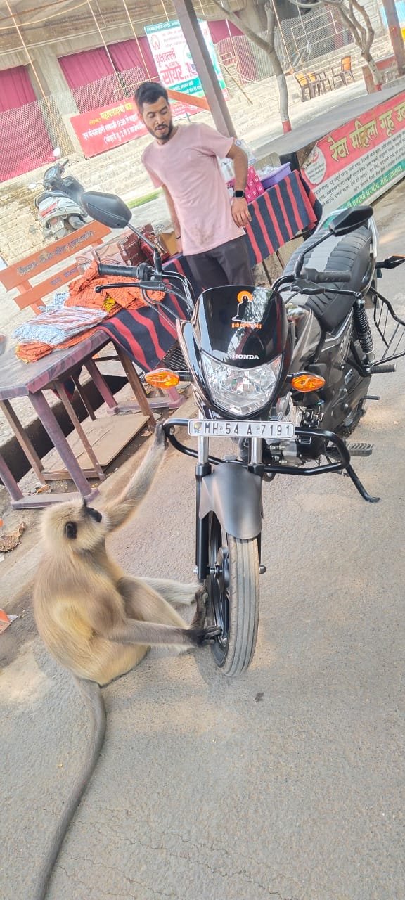 वानराची अदभूत नजर आणि स्वामींनचा संदेश: मंगळग्रह मंदिरावर पत्रकार रजनीकांत पाटील यांनी टिपला एक अनोखा क्षण!*