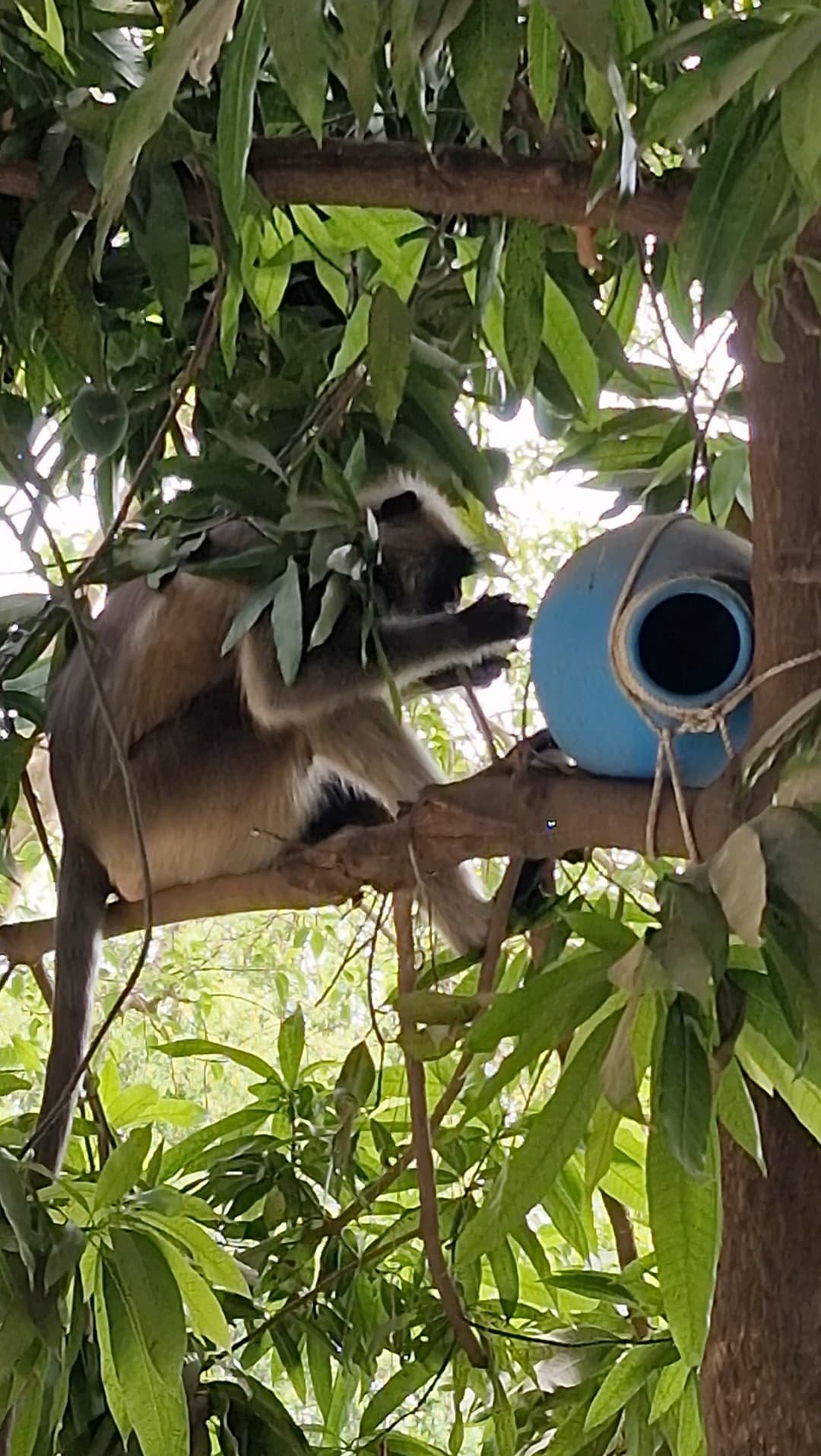 अमळनेरात एकीकडे पशुपक्ष्यांसाठी हक्काचा निवारा तर दुसरीकडे अन्नपाण्यासाठी भटकंती  मंगळग्रह मंदिर परिसर ठरतोय पशुपक्ष्यांसाठी वरदान