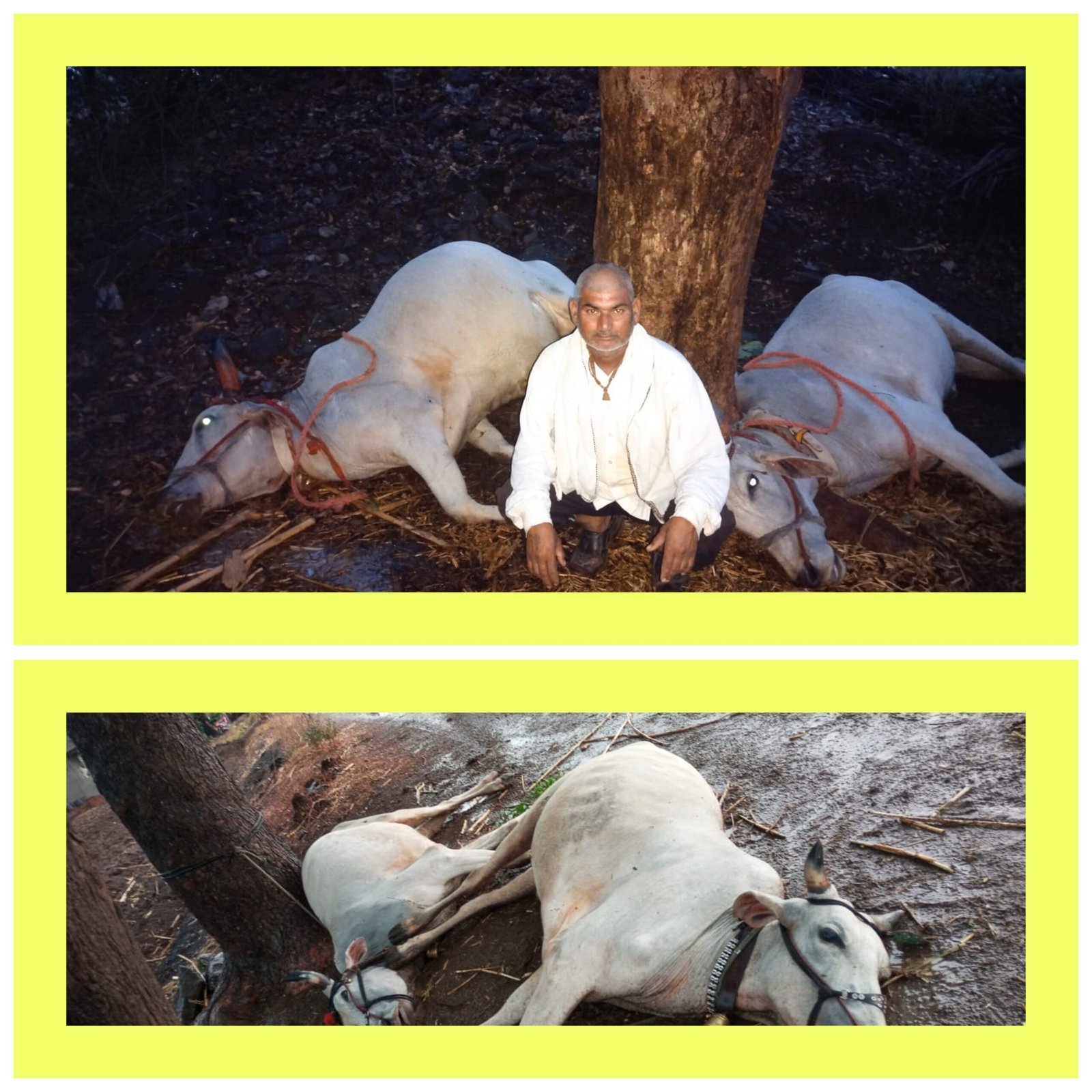 अवकाळी पावसाने अमळनेर तालुक्यातील शेतकऱ्यांना मोठा फटका; लाखो रुपयांचे नुकसान आणि बैलांच्या मृत्यूमुळे शेतकरी चिंतेत