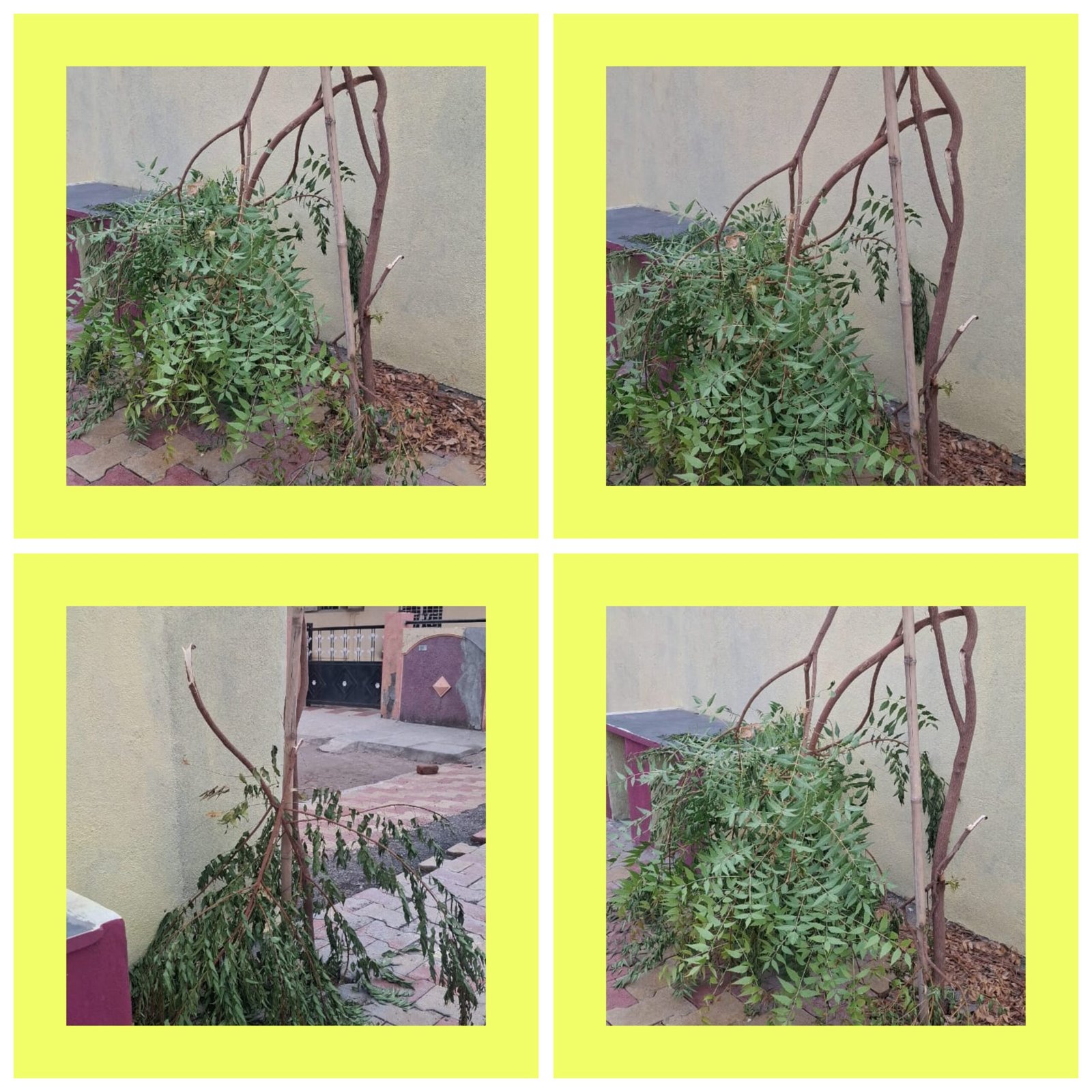 मंगलमूर्ती कॉलनीत निंब वृक्ष तोडण्याचा खळबळजनक प्रकार; स्थानिक रहिवाशीचा संताप,कारवाईची मागणी