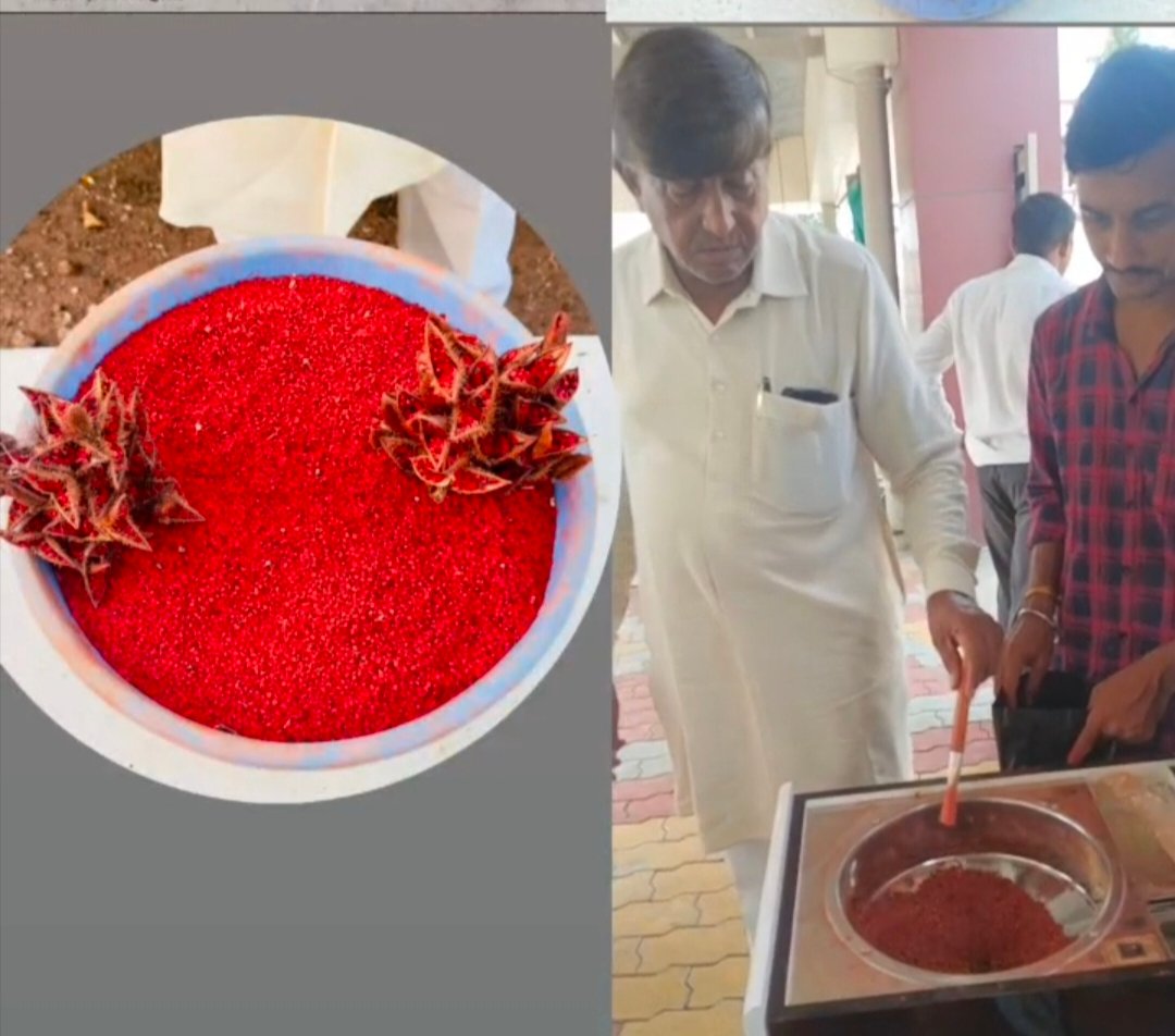 “अमळनेरमधीलकृषीभूषण मा.आमदार साहेबराव पाटील यांचा १५ महिन्यांत ‘सिंदूर’ यशस्वी लागवड प्रयोग!”