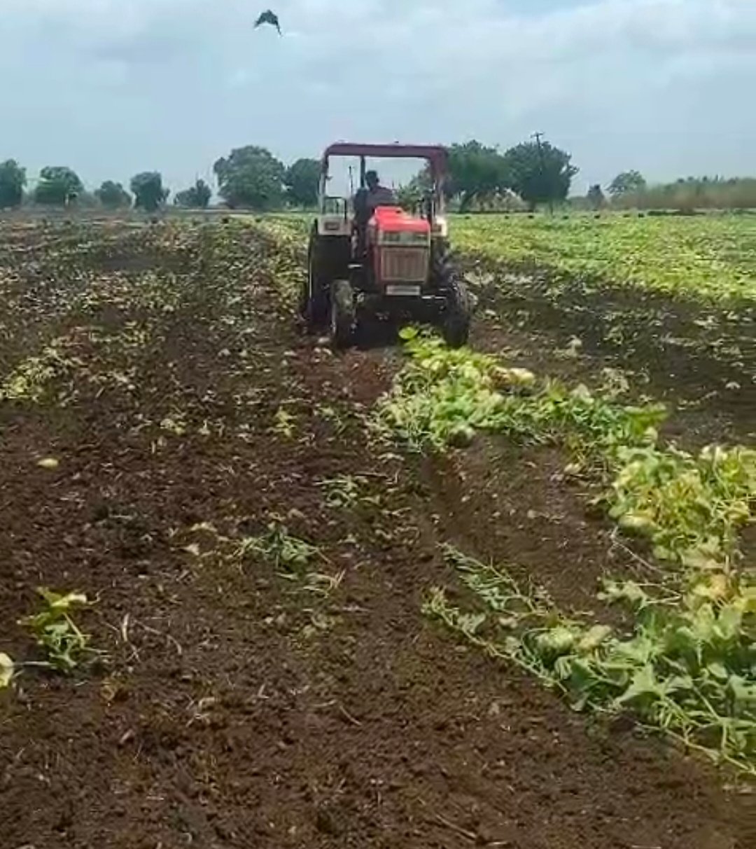 शेतकऱ्याच्या उत्पादित मालाची दैना – रुपये किलो कोणी फळभाजी घेईना