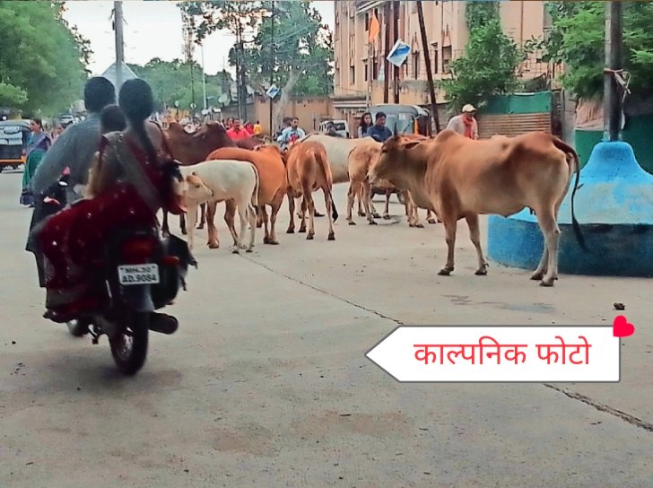 रस्त्यावर मोकाट जनावरांचे तांडव – नागरिक त्रस्त, प्रशासन गप्प!”