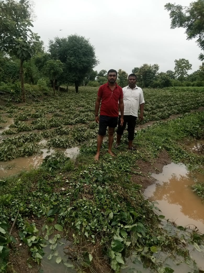 अतिवृष्टीने हिंगोणे खुर्द शेतकऱ्याचे तीन एकर कपाशी वाहून – श्रम, स्वप्न आणि आशा पाण्यात