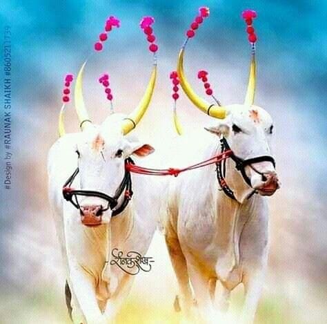 बैल पोळा -घरच्या गाईचा गोर्हा