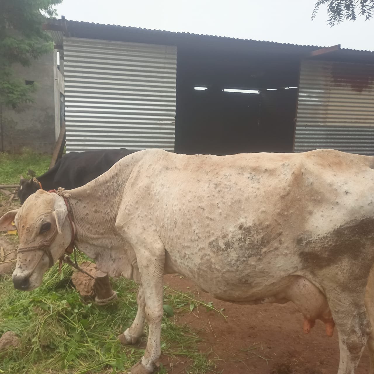 लंपी आजारामुळे अमळनेर तालुक्यातील पशुधनावर संकट