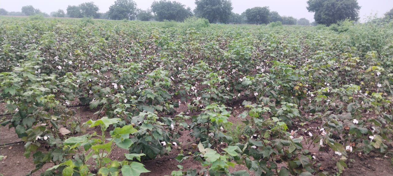 भडणे, हातनूर, साळवे परिसरात पावसामुळे पिकांचे मोठे नुकसान; शेतकरी हवालदिल
