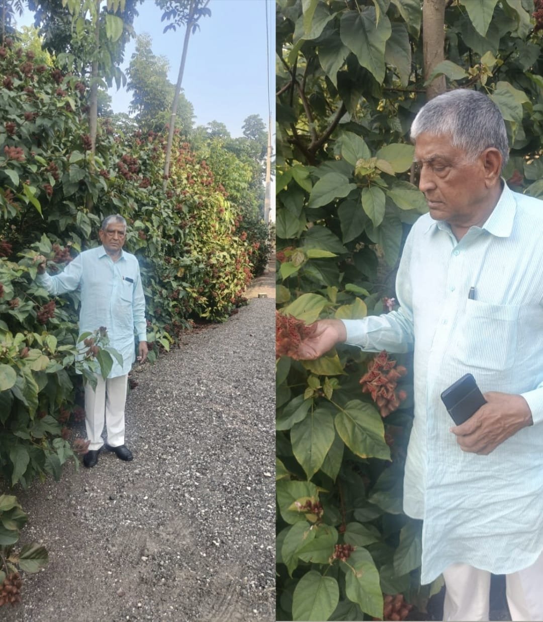 सिंदूर लागवडीचा यशस्वी प्रयोग – फक्त १५ महिन्यात उत्पादन!  कृषीभूषण मा.आमदार साहेबराव पाटील