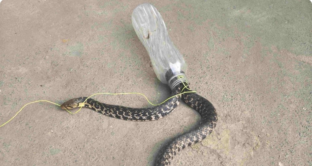 कल्याण येथे बाटलीत अडकलेल्या काळ्या चट्टापट्ट्या असलेल्या सापाची सुटका,*