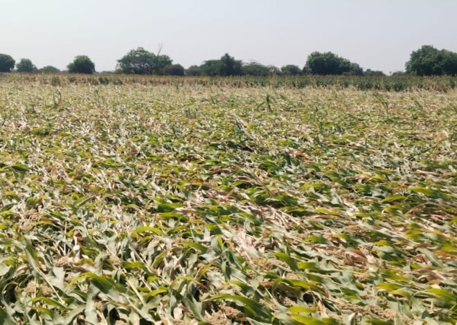 भडणे परिसरातअवकाळी पाउस व वाऱ्याने हिरावला शेतकऱ्यांच्या तोंडातील घास,,,,,,, भडणे परीसरात अवकाळी पावसामुळे पिकांचे नुकसान