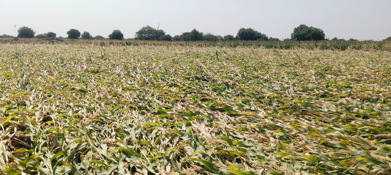 भडणे परिसरातअवकाळी पाउस व वाऱ्याने हिरावला शेतकऱ्यांच्या तोंडातील घास,,,,,,, भडणे परीसरात अवकाळी पावसामुळे पिकांचे नुकसान