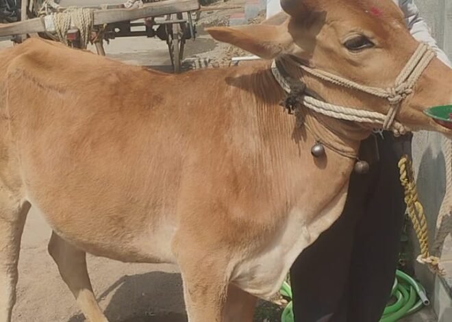 रात्रीच्या अंधारात गाय चोरी; शेतकरी छोटू महाजन कुटुंबीयांवर दुहेरी संकट   ,अवकाळी पावसात भर पडली चोरट्यांच्या धाडसाची; पोलिसांकडून तातडीच्या कारवाईची मागणी