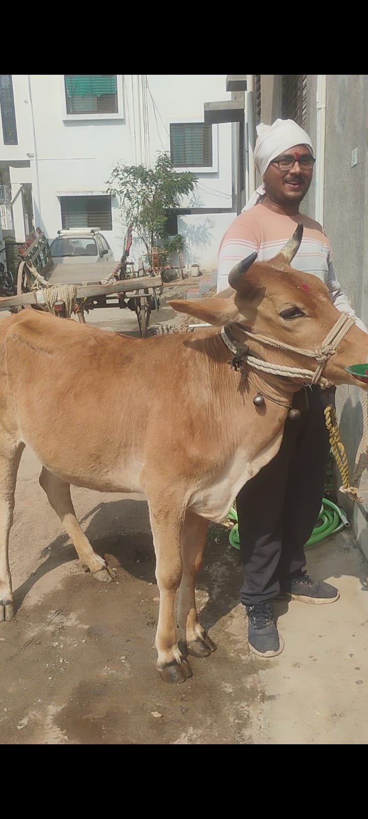 रात्रीच्या अंधारात गाय चोरी; शेतकरी छोटू महाजन कुटुंबीयांवर दुहेरी संकट   ,अवकाळी पावसात भर पडली चोरट्यांच्या धाडसाची; पोलिसांकडून तातडीच्या कारवाईची मागणी