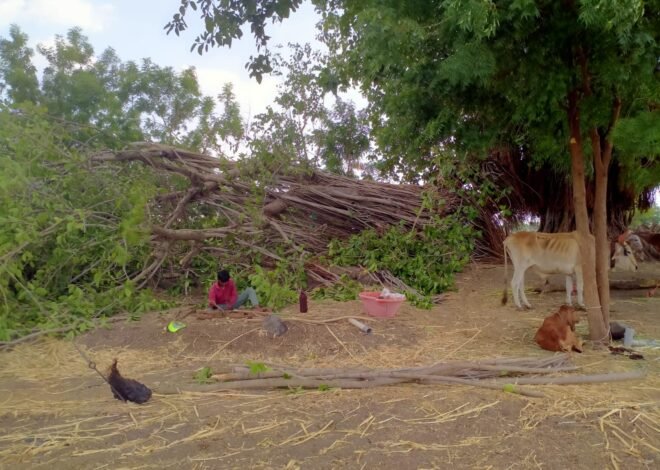 चिमणपुरी शिवारात वडाचे झाड कोसळले; गाय जखमी, मोटरसायकलचे नुकसान