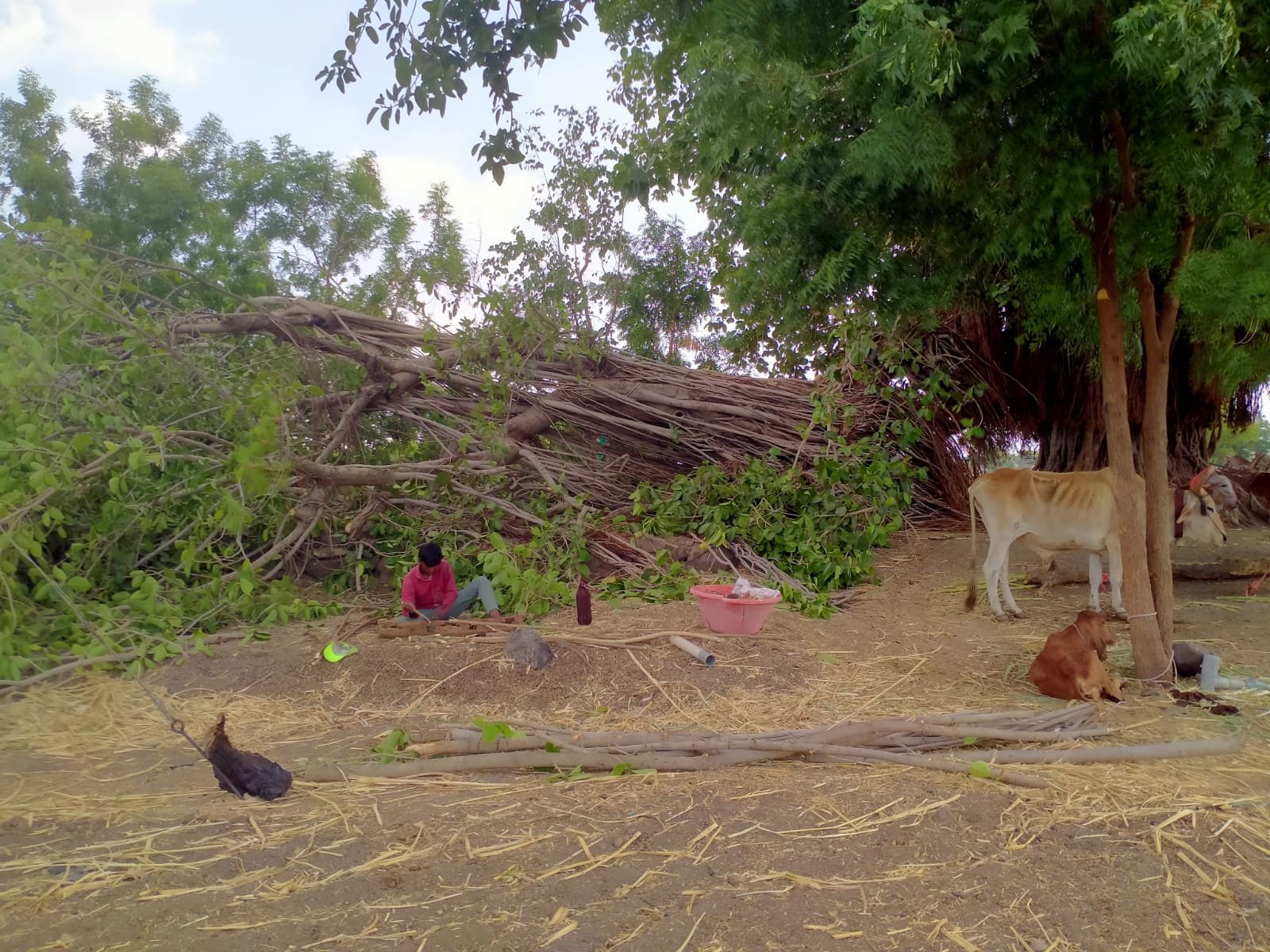 चिमणपुरी शिवारात वडाचे झाड कोसळले; गाय जखमी, मोटरसायकलचे नुकसान